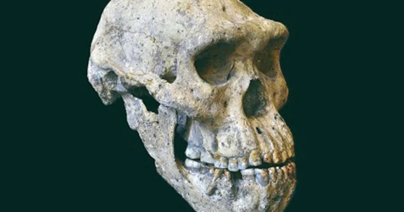 İnsan "ulu babası"nın baş sümükləri tapıldı
