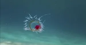Dünyada ən qəribə ömür rekordları