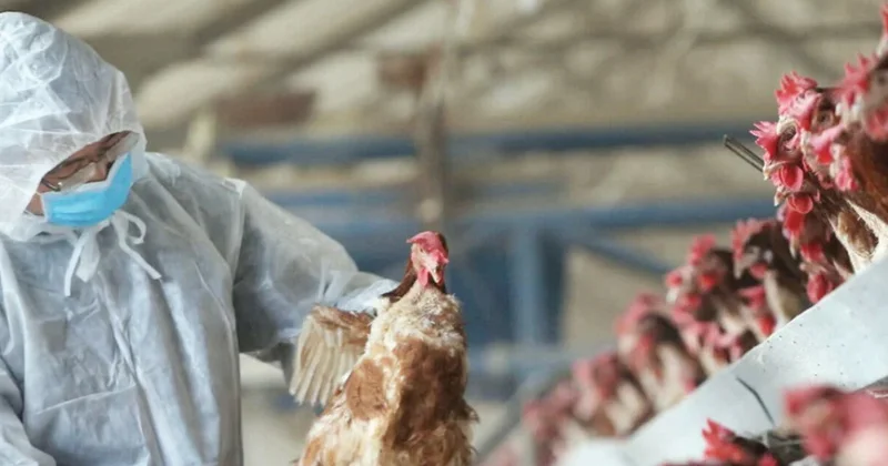 Braziliya quş qripi səbəbindən Aİ ölkələrinə quş əti ixrac edə bilməz