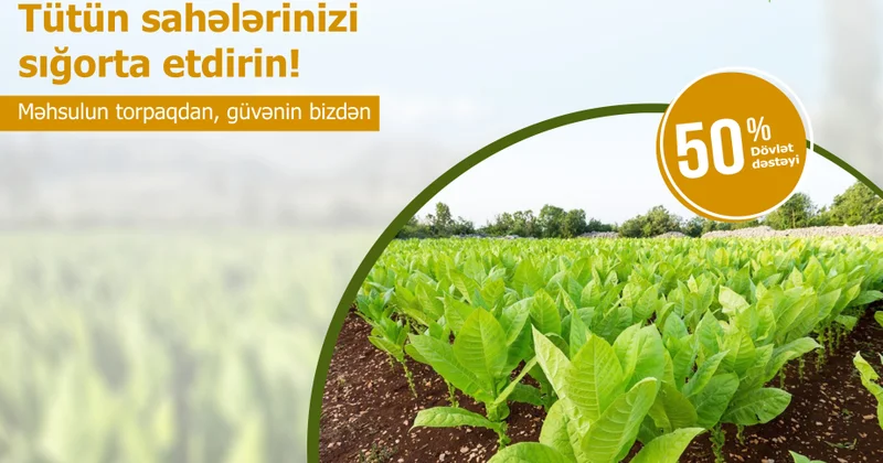Tütün sahələrini sərfəli şəkildə sığortalamaq mümkündür: sığorta haqqının 50 faizini dövlət ödəyir