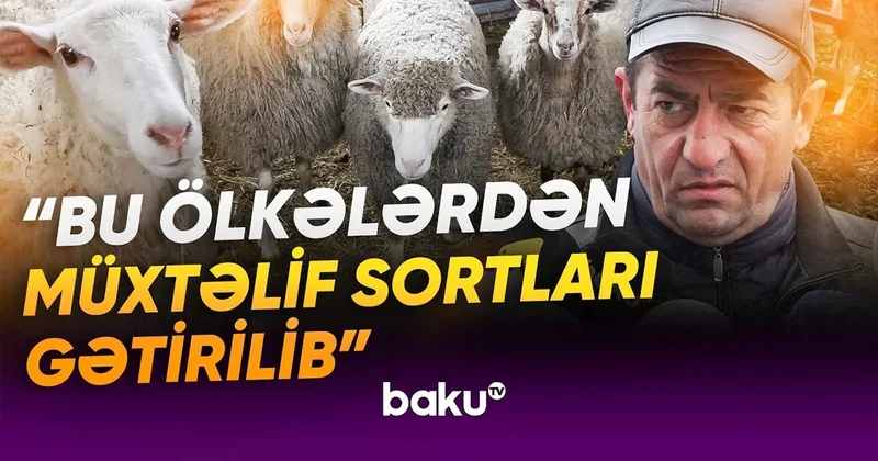 Laçının sənaye müəssisələri: Yaxın gələcək üçün hansı planlar nəzərdə tutulub? VİDEO