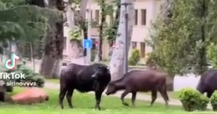 İcra hakimiyyətinin qarşısında camışlar otlayır VİDEO