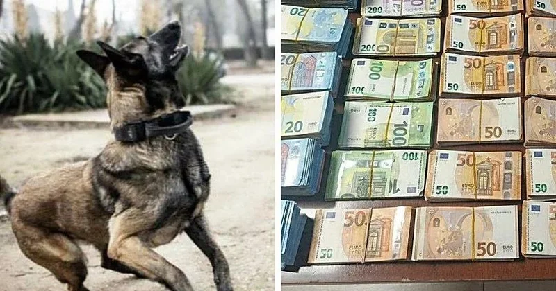 Xidməti it avtomobildə gizlədilmiş külli miqdarda pulu aşkarladı