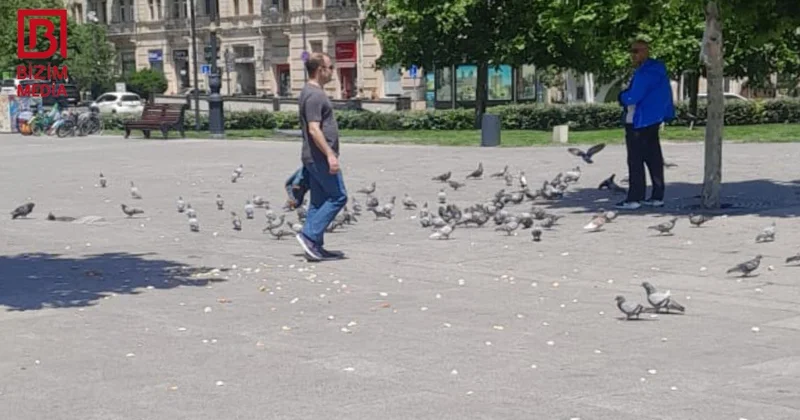 Göyərçinlərə qayğı, yoxsa çörəyə hörmətsizlik? FOTOFAKT