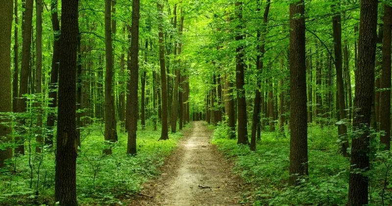 “COP29 işığında meşə zonalarında tarlaların yandırılmasının ziyanı haqqında əhalinin məlumatlandırılması” layihəsi qalib elan olunub