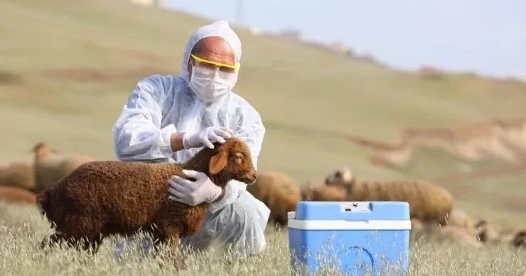 “Bu gün prokuror yaxşı dolanır, yoxsa baytar?!” Bu ixtisası seçənlər azdır