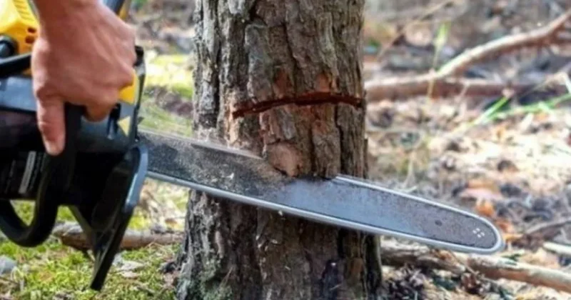 Yaşıllıqlara dəyən zərərlə bağlı həftəlik göstəricilər açıqlanıb