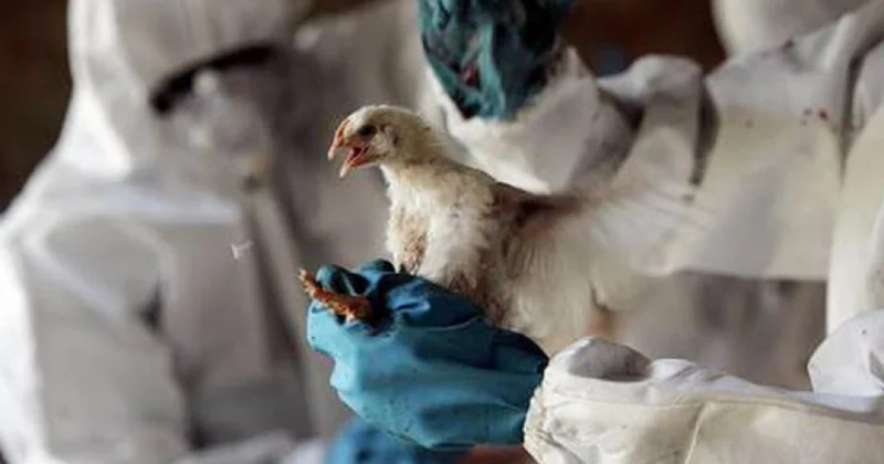 Avstraliyada yüksək patogenli H5N1 virusuna ilk şübhəli hal aşkarlanıb