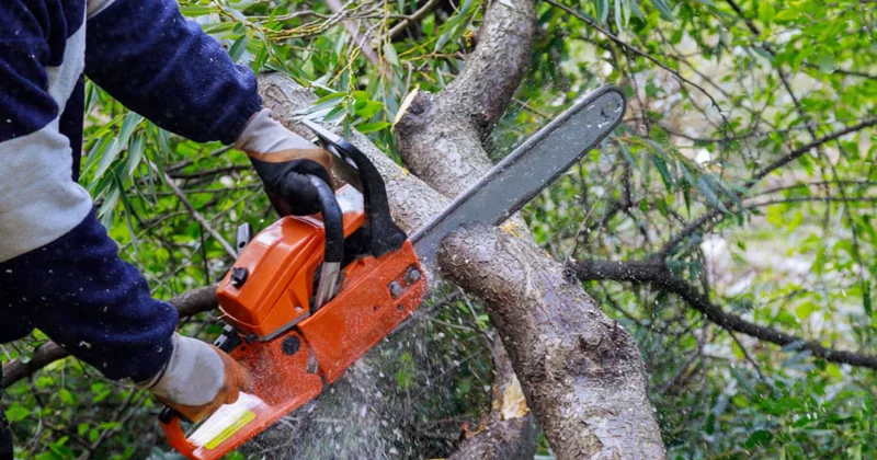 Həyat üçün risk yaradan ağaclarla bağlı vacib qaydalar KONKRET