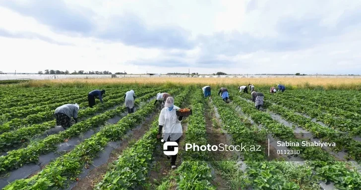 В Азербайджане агропарки получили новые инвестиционные стимулы