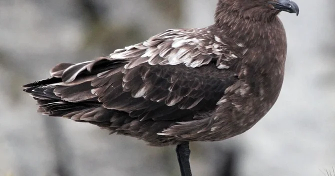 Avstraliyada quş qripi təhlükəsi: H5N1 şübhəsi qeydə alındı