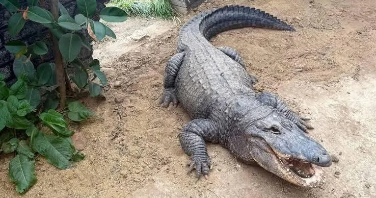 3 yaşlı uşağı timsahlar saxlanılan qəfəsə atdı