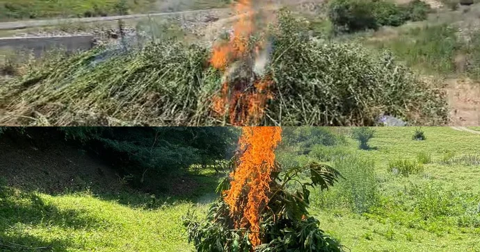 Yabanı halda bitmiş 5,5 tona yaxın çətənə kolu məhv edilib