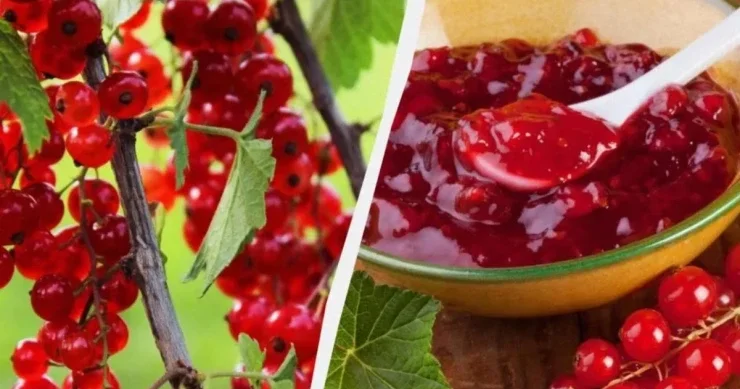 Qırmızı qarağatdan mürəbbə sirləri: RESEPT
