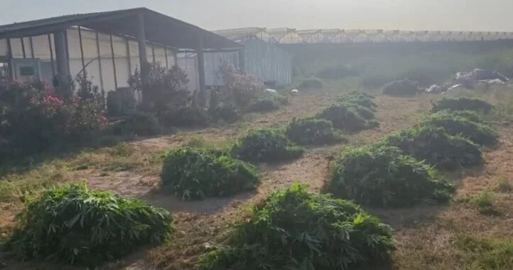 Maştağada xüsusi əməliyyat: istixanada 881 kq narkotik vasitə aşkarlanıb
