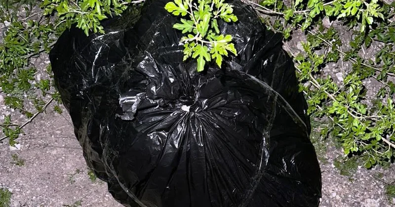 5,5 tona yaxın çətənə kolu aşkarlanıb