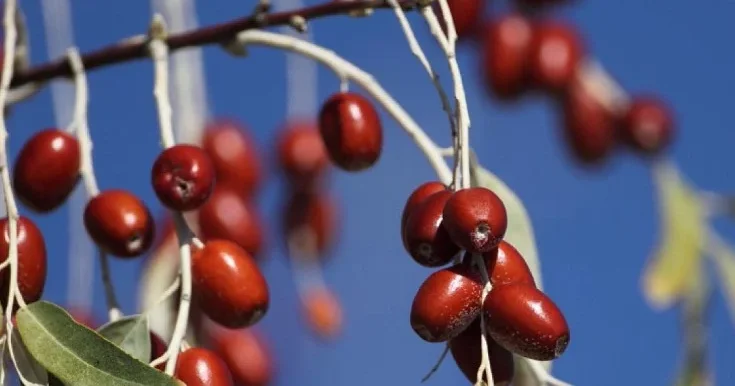 Bu vitaminlərə görə iydə YEYİN