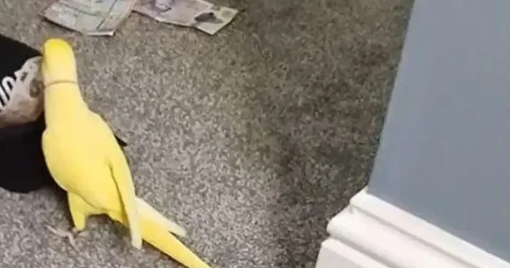 Polis tutuquşu sayəsində narkoşəbəkəni ələ keçirdi