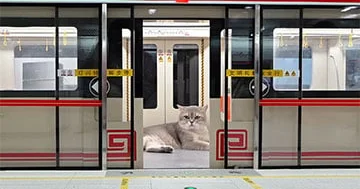 Çinli bloger pişikləri üçün mini metro qurub...