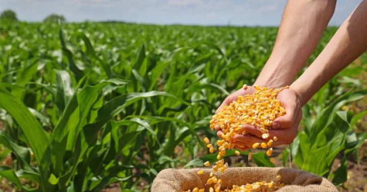 Toxum bazarında yeni dövr başlayır Prezident yeni Qanunu təsdiqlədi GMO toxumlarının satışına qadağa qoyuldu