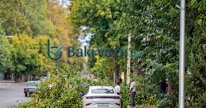 Mingəçevirdə ağaclar susuzluqdan aşır? RƏSMİ CAVAB