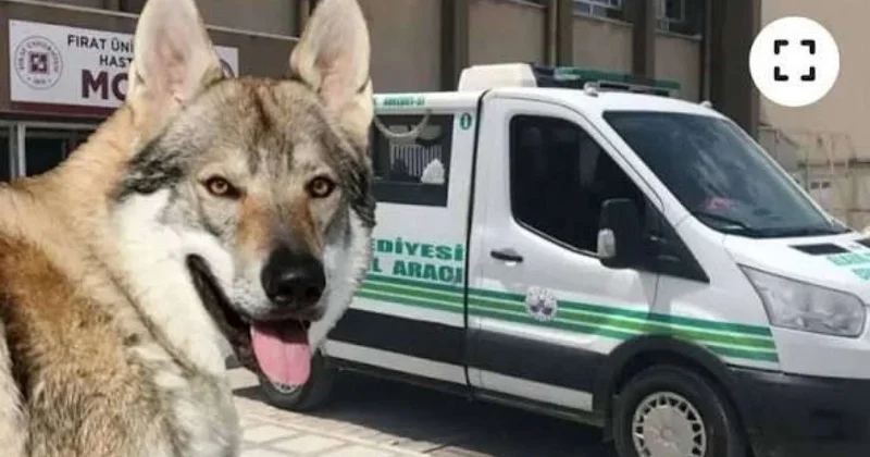 Arvadını tövləyə girən canavar bilib güllələdi