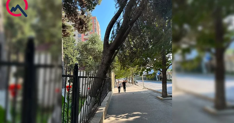 Nərimanovda aşan ağaclarla bağlı açıqlama Foto