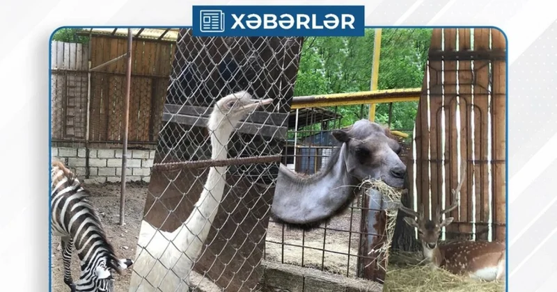 Vəhşi heyvan və quşların ictimai müəssisələrdə saxlanması ilə bağlı monitorinqlərə başlanıldı