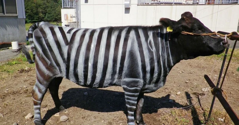 Zebra inək eksperimenti: Yaponiyalı alimlərin qeyri adi kəşfi mükafatlandırıldı