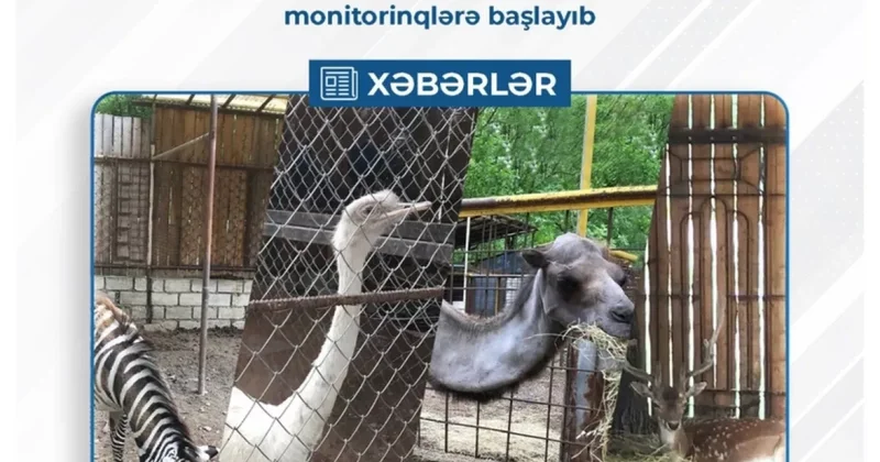 В Азербайджане начались проверки объектов общепита на предмет содержания диких животных