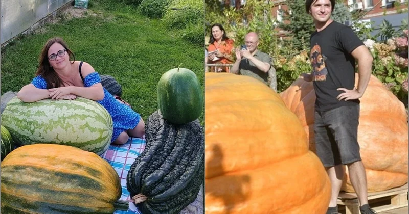 Rusiyada rekord ölçülü tərəvəzlərin festivalı keçirilir