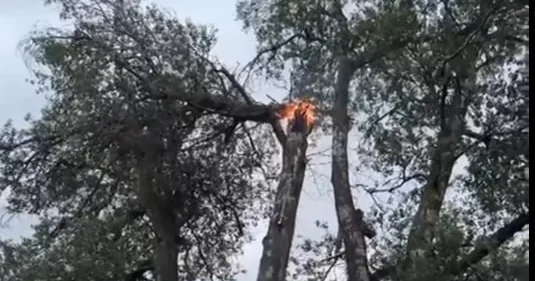 Zaqatalada qeyri sabit hava fəsad TÖRƏTDİ Ağaca ildırım düşdü FOTO