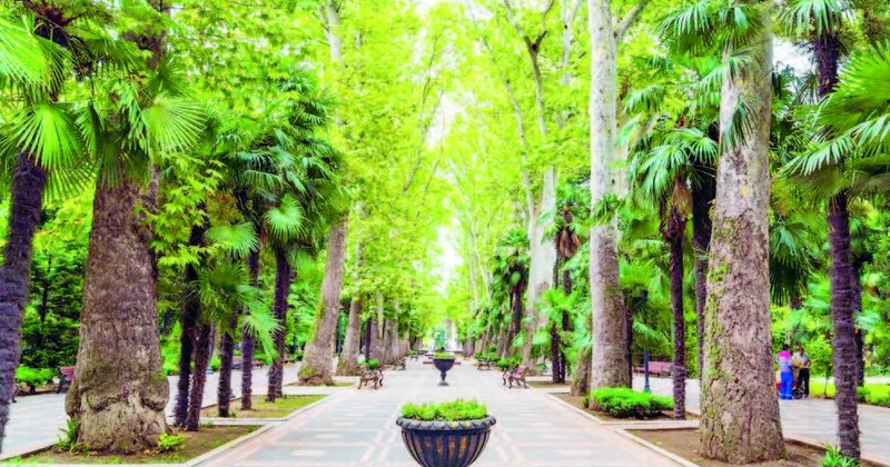 Gəncə çinarları qədim şəhərin “yaşıl” yaddaşıdır
