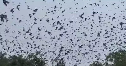 Minlərlə qaranquş səmada “quş tornado”su yaratdı VİDEO