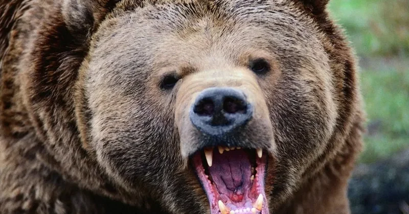 В России перестреляли медведей