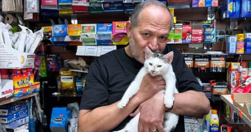 Oğurlanan pişiyin axtarışına yüzlərlə adam qoşuldu 500 dollar qarşılığında...