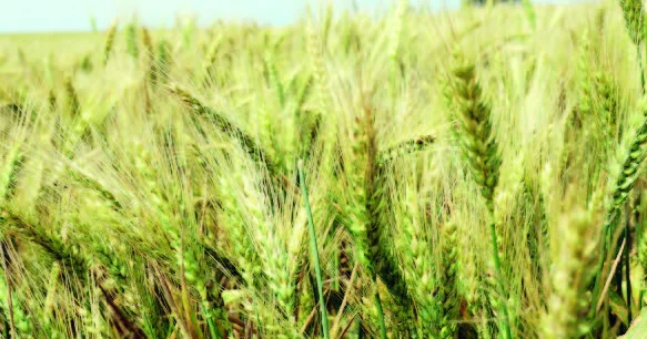 Toxumçuluğun inkişafı aqrar sektorda məhsuldarlığı artıracaq