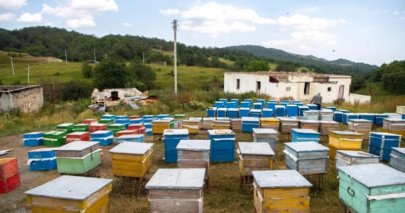 Kəlbəcər balı Avropa bazarına çıxır Deputat açıqladı