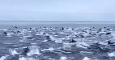 Большое скопление дельфинов у берегов Калифонии ВИДЕО