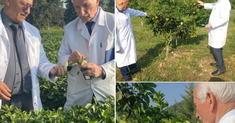 Dendrologiya İnstitutu iqlim dəyişmələrinin çay və sitrus bitkilərinə təsirini araşdırır