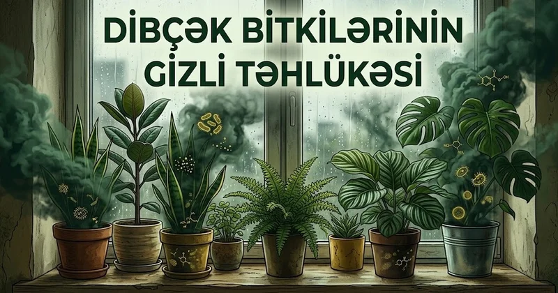 Dibçək güllərinin gizli təhlükəsi