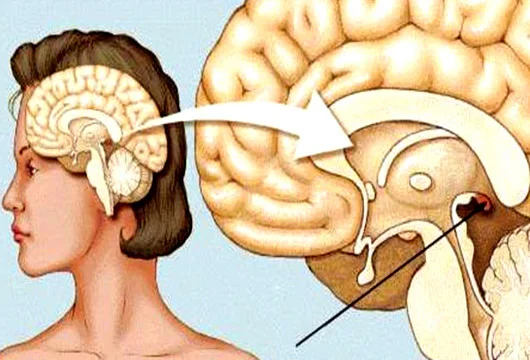 İnsanı həmişə cavan saxlayan hormonun SİRRİ: mütləq bunları edin!