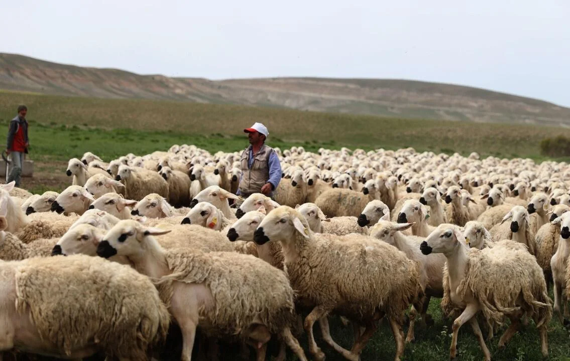 Türkiyədə çoban faciəvi şəkildə öldü FOTO