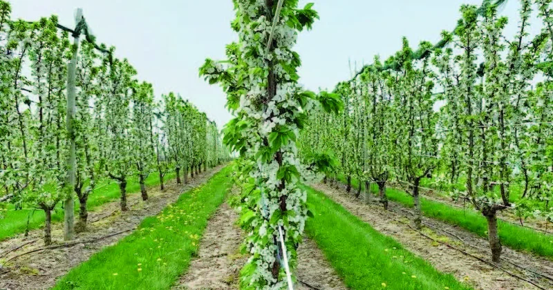 Əsl bağban odur ki...