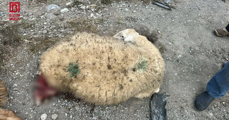 Kürdəmirdə avtomobil qoyun sürüsünə çırpıldı FOTO