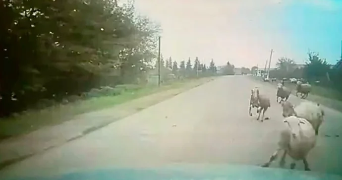 Cəlilabadda sürücü yola qəfil çıxan qoyunları vurdu ANBAAN VİDEO