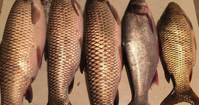 Axşam saatlarında Bakıdakı balıq bazarı Video