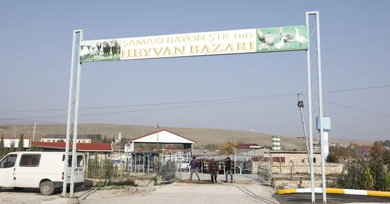 Şamaxı heyvan bazarında yenidənqurma işləri davam edir