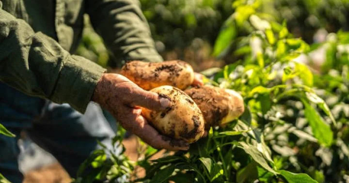 2026 cı ildə kənd təsərrüfatı və ərzaq təhlükəsizliyi ilə bağlı tədbirlərə 1,2 milyard manat vəsait ayrılacaq