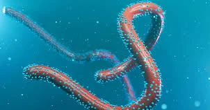 Marburq virusu nəticəsində 3 ölüm hali təsdiqlənib